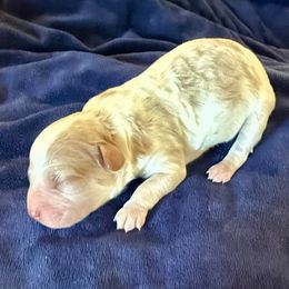 Boy 5 - Cream male Cavapoo puppy in Nampa,, Idaho from Clig Doodle Days