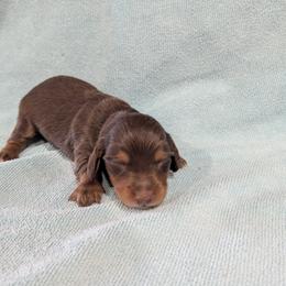 Boy 2 - Chocolate and tan male Dachshund puppy in Andrews, Texas from For His Kingdom Kennels