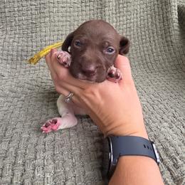 Yellow Girl - Liver and white female German Shorthaired Pointer puppy in Nampa, Idaho from Heart Mountain Cavaliers & Floating Feathers Kennel