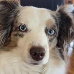 Maddie - Miniature American Shepherd