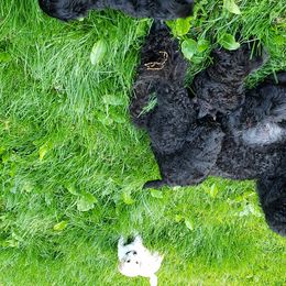 Poodle Puppies from Perigueux Poodles