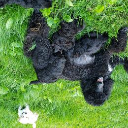 Poodle Puppies from Perigueux Poodles