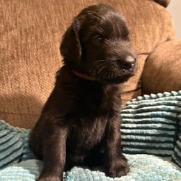 Garnet - Black male Flat-Coated Retriever puppy in Saxapahaw, North Carolina from Banquo
