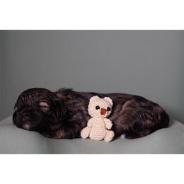 Sleepy (White Collar) - Black male Shihpoo puppy in Las Vegas, Nevada from Plush Toy Poodle Puppies & Pals