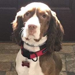 English Springer Spaniel, Poodle, and Springerdoodle All Grown Up from SpringerDoodles at the Beach