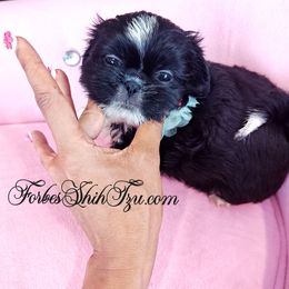 Boy 2 - Black and white male Shih Tzu puppy in Ocala, Florida from Forbes Shih Tzu