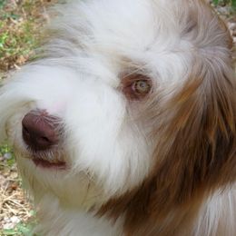 Bearded Collie Puppies from Ragtyme