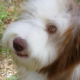 Bearded Collie Puppies from Ragtyme