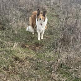 Collie and Yorkshire Terrier All Grown Up from Puppy Dog City