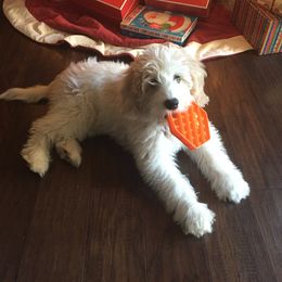 Australian Labradoodle Puppies from Chickadee Labradoodles
