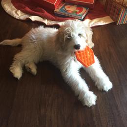 Australian Labradoodle Puppies from Chickadee Labradoodles