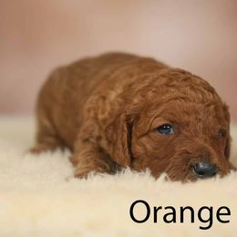 Girl 2 - Red  female Poodle puppy in Mc Henry, Illinois from Sunset Maple Poodles