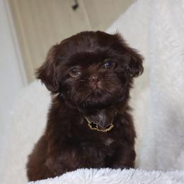Locket - Liver male Shih Tzu puppy in Clinton, Tennessee from Southland’s Shih Tzus