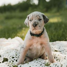 Green collar - Merle female Great Dane puppy in Ulen, Minnesota from Hogenson Family Farm