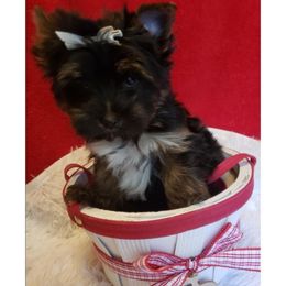 Boy 2 - Black and gold male Yorkshire Terrier puppy in Marion Station, Maryland from Anna's Yorkie Treasures
