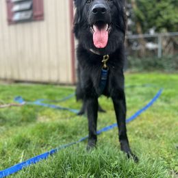German Shepherd Puppies from Fancy GSDs