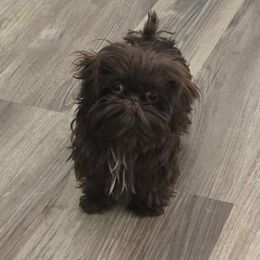 Dusty - Shih Tzu