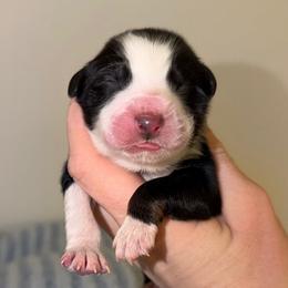 Ivy - Black tri-color female Australian Shepherd puppy in Anniston, Alabama from All Hale Aussies