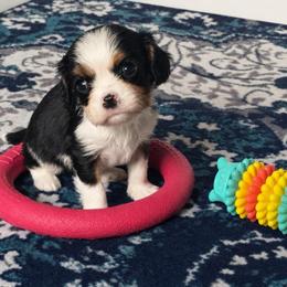 Tobias - Tri-color male Cavalier King Charles Spaniel puppy in Howardsville, Virginia from Spectacular Aussies and Cavaliers