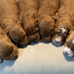 Male puppy pic 5 - Apricot male Cavapoo puppy in Mona, Utah from Hearts Full of Puppies