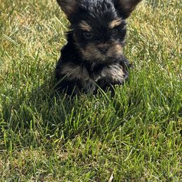 Freya - Black and tan female Yorkshire Terrier puppy in Elk Ridge, Utah from Janita's Yorkshire Terriers