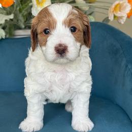 Britney Spears - Parti female Goldendoodle puppy in Yuciapa, California from AlltheDoodlez_