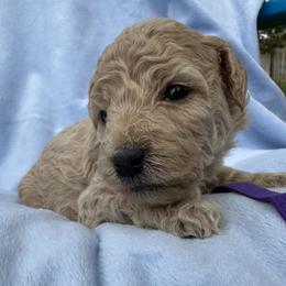 Miss Vanilla - Brown female Bernedoodle puppy in Cody, Wyoming from Yellowstone Breeders