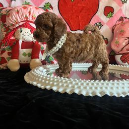 Assorted Doodle Crosses, Maltese, and Poodle Puppies from House of Poodles
