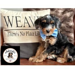 Baby blue boy - Merle male Bernedoodle puppy in Altura, Minnesota from Whitewater Bernedoodles & Bluffside Berners