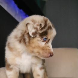 Australian Shepherd Puppies from Kiki's Aussies