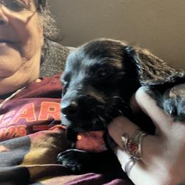 Dachshund Puppies from The Weenie Herd Mom