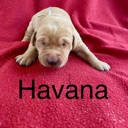 Havana - Yellow female Labrador Retriever puppy in Mineral, Virginia from Canine Assist