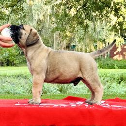 Bullmastiff Puppies from Olga Contant