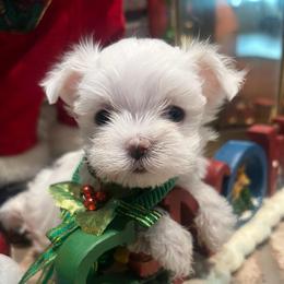 Ziggy - White male Maltese puppy in Hephzibah ( Richmond County ), Georgia from Healing Pawz LLC