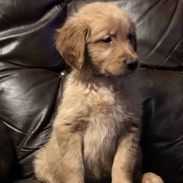 Anatolian Shepherd Dogs and Golden Retrievers from Golden Branches Retrievers