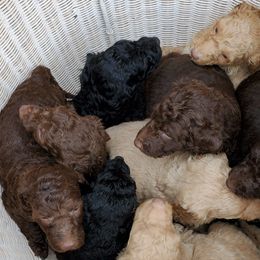 Poodle Puppies from Polly Wally Doodles and Poodles