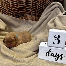 Boy 4 - male Labrador Retriever puppy in La Plata, Maryland from DeVoy Country Labs