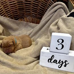 Boy 4 - male Labrador Retriever puppy in La Plata, Maryland from DeVoy Country Labs