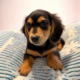 Charlie AKC - Black and tan male Dachshund puppy in Marseilles, Illinois from Zacha’s Doxie House