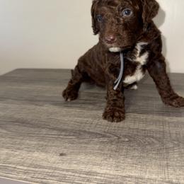 Gray Collar Boy - Brown male Poodle puppy in Valdosta, Georgia from Posh Poodles
