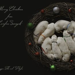 Samoyed Puppies from Carefree Samoyeds