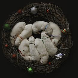 Samoyed Puppies from Carefree Samoyeds