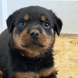 Girl 3 - Black and mahogany female Rottweiler puppy in Cleveland, Texas from Vom Haus Fantasy Rottweiler Kennel