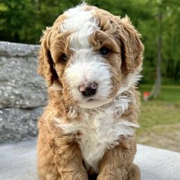 Bernedoodles from Northern Charm Farm