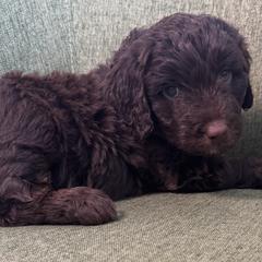 Dorothy Hamill - female Australian Mountain Doodle puppy in Greenville, Ohio from Woodbriar Wags