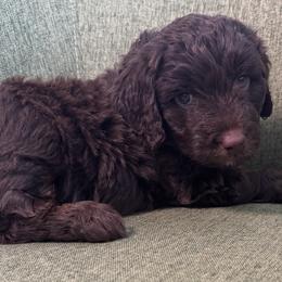 Dorothy Hamill - female Australian Mountain Doodle puppy in Greenville, Ohio from Woodbriar Wags
