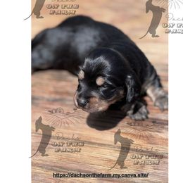 Dachshund Puppies from Dachs on the Farm