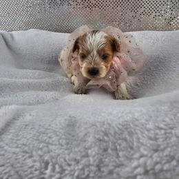 Marigold - Champagne female Maltipoo puppy in Tuscola, Illinois from Dream on puppies