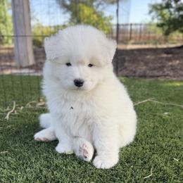 Labrador Retriever and Samoyed Puppies from Carefree Samoyeds & Deserthills Labradors