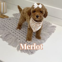 Merlot - Apricot female Goldendoodle puppy in Buford, Georgia from Petite Posh Puppies